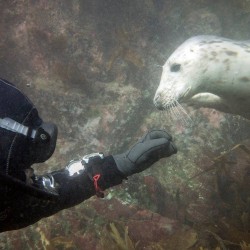 Scuba Diving Brighton