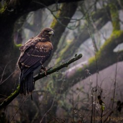 Birds of Prey Paddolgreen, Shropshire
