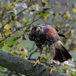 Birds of Prey Swadlincote, Derbyshire
